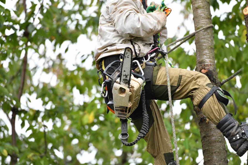 local seo tree care services